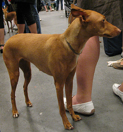 cirneco dell'etna - primitive breed dogs - online dog e