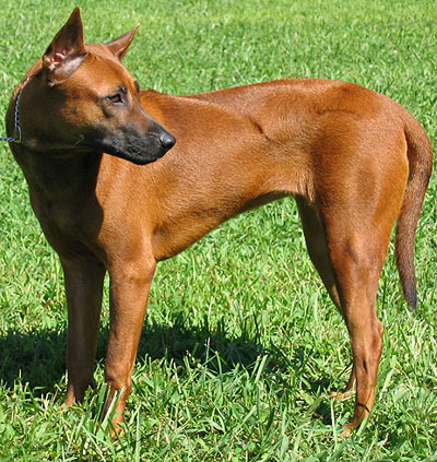 Breed Chart on Thai Ridgeback Dog   Primitive Dog Breeds From The Online Dog