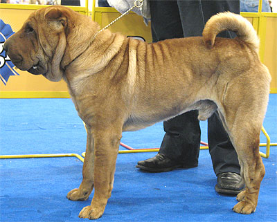 chinese sharpei dog - nonsporting dog breeds from the ...