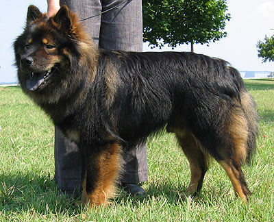 eurasier dog - spitz / northern dog breeds from the onl