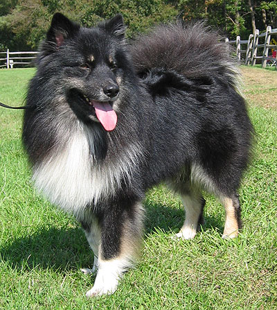 finnish lapphund - spitz / northern dog breeds from the