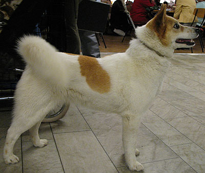 norrbottenspets - spitz breed dogs - online dog encyclo