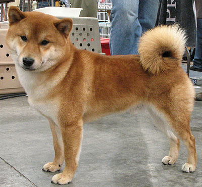 Shiba  Puppies on Shiba Inu Dog   Nonsporting Dog Breeds From The Online Dog