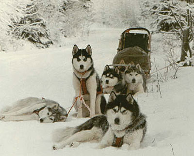http://www.dogsindepth.com/spitz_dog_breeds/images/siberian_husky_pack_h03.jpg