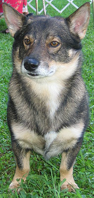 adult swedish vallhund dog