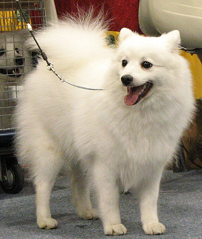 volpino dog - spitz breed dogs - online dog encyclopedi