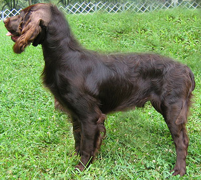boykin spaniel dog - sporting dog breeds - online dog e