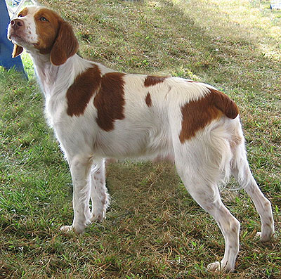 Puppies Breeds on Brittany Spaniel Dog   Sporting Dog Breeds   Online Dog Encyclopedia