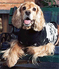 photo of american cocker spaniel dog