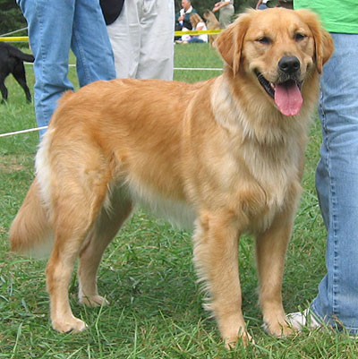 golden retriever dog - sporting dog breeds - online dog encyclopedia - dogs 