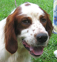 irish red and white setter dog - sporting dog breeds - 
