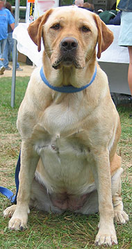 what a labrador retriever dog looks like