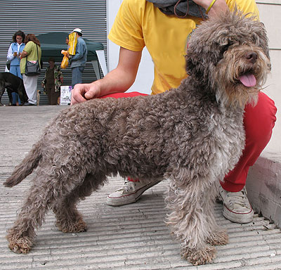Lagotto Romagnolo dog - sporting dog breeds - online do