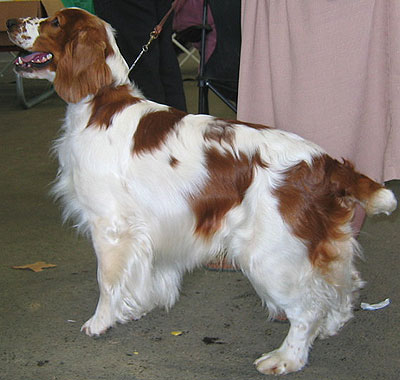 welsh springer spaniel dog - sporting dog breeds - onli