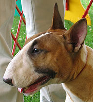 photo of bull terrier dog