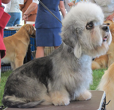 dandie dinmont terrier dog - online dog encyclopedia - 