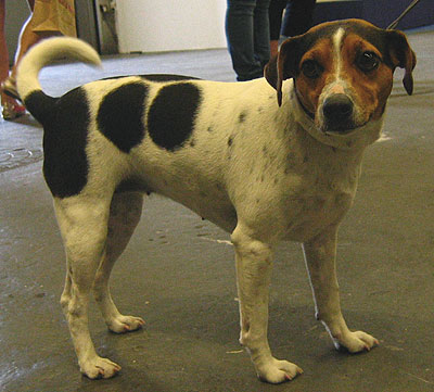 danish swedish farmdog - online dog encyclopedia - dogs