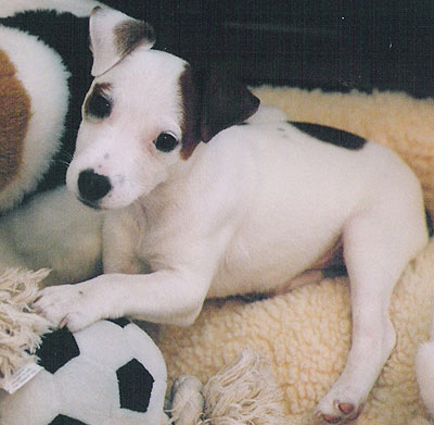 black and white jack russell terrier puppies