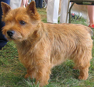 norwich terrier dog