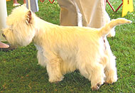 photo of an adult west highland white terrier dog