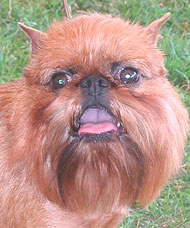 photo of a brussels griffon dog