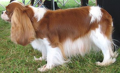 King Cavalier Puppy