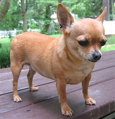 chihuahua dog - toy dog breeds - online dog encyclopedia - dogs in ...