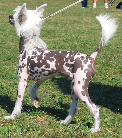 chinese crested dog spectacle