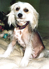 chinese crested dog  hairy hairless