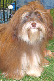 photo of a havanese dog