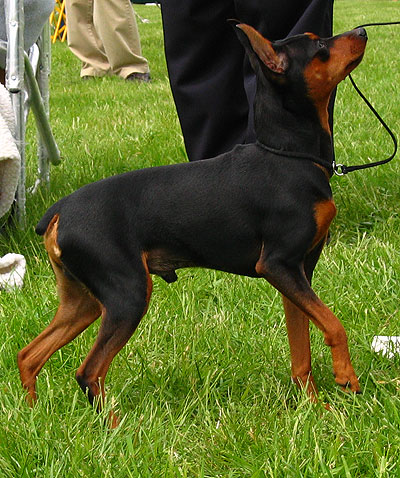 miniature pinscher dog - toy dog breeds - online dog en