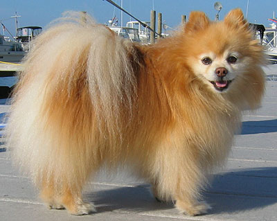 Breed Chart on Pomeranian Dog   Toy Dog Breeds   Online Dog Encyclopedia   Dogs In