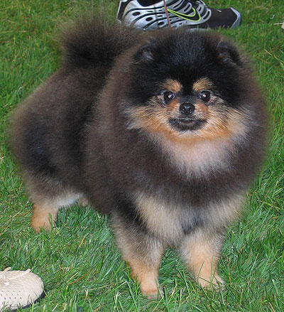  Images on Pomeranian Dog   Toy Dog Breeds   Online Dog Encyclopedia   Dogs In