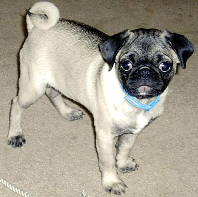 pug dog - toy dog breeds - online dog encyclopedia - do