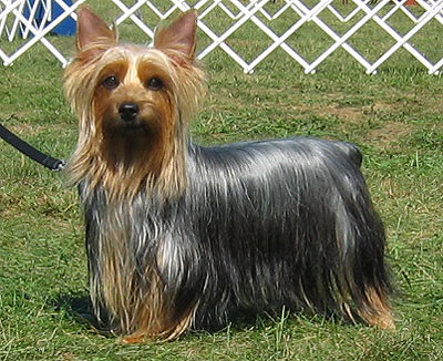 silky terrier dog - toy dog breeds - online dog encyclo