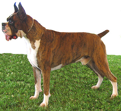 boxer dog working dog breeds from the online dog encyclopedia boxer dogs 400x367