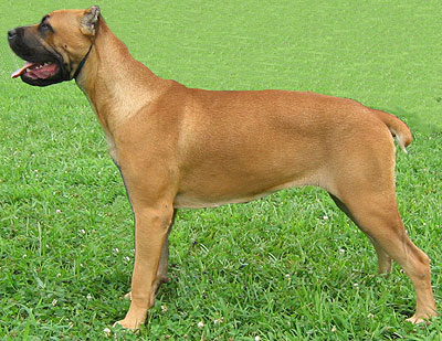 cane corso dog - working dog breeds from the online dog encyclopedia ...