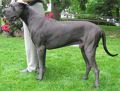 Great Dane on Great Dane Dog   Working Dog Breeds From The Online Dog Encyclopedia