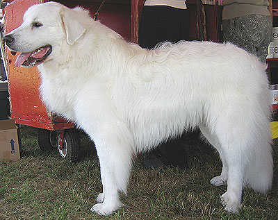 great pyrenees dog - working dog breeds from the online