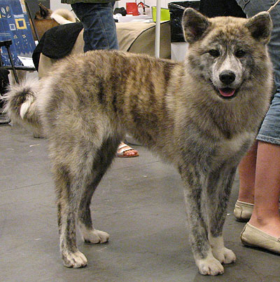 japanese akita dog - working dog breeds from the online dog ...