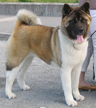 american akita -working breed dogs - online dog encyclo