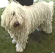 photo of a komondor dog