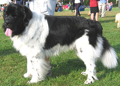 landseer h02 Giang breed dog Newfoundland dog