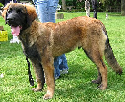 Leonberger Puppies on Leonberger Dog   Molossoid Dog Breeds From The Online Dog Encyclopedia