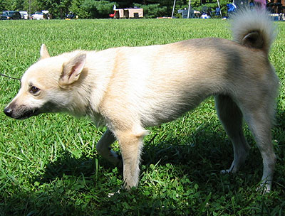 norwegian buhund dog - working dog breeds from the onli