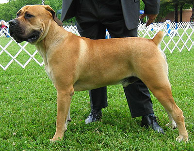Puppies Games on South African Boerboel Dog   Working Dog Breeds From The Online Dog