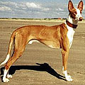 ibizan hound