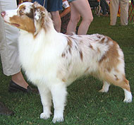 photo of an australian shepherd dog