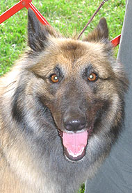 photo of a belgian tervuren dog
