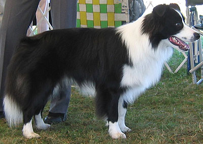 what a border collie dog looks like
